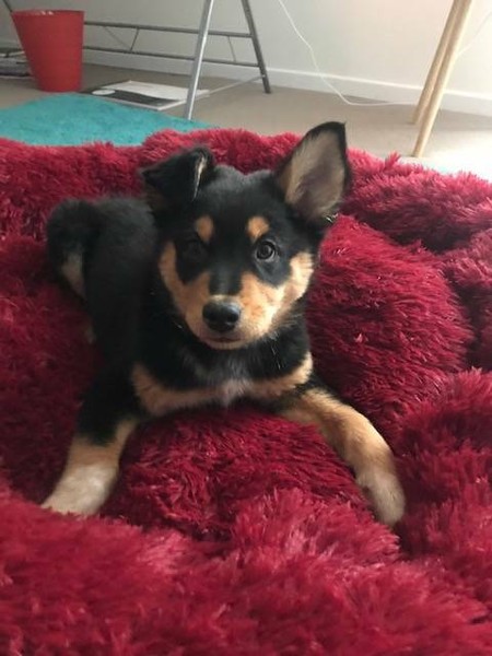 australian shepherd puppies for sale gumtree